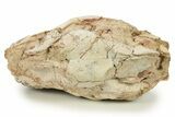 Fossil Running Rhino (Hyracodon) Partial Skull - South Dakota #284210-4
